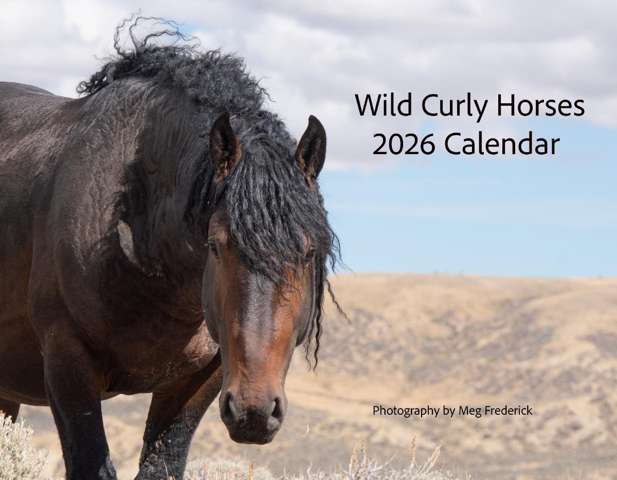 2026 Wild Curly Horses