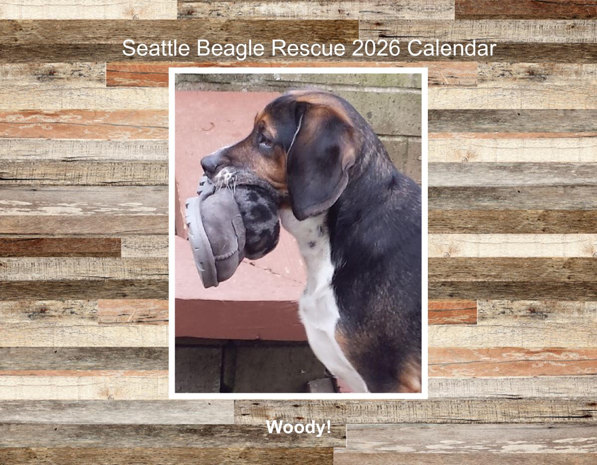 Seattle Beagle Rescue 2026 Calendar