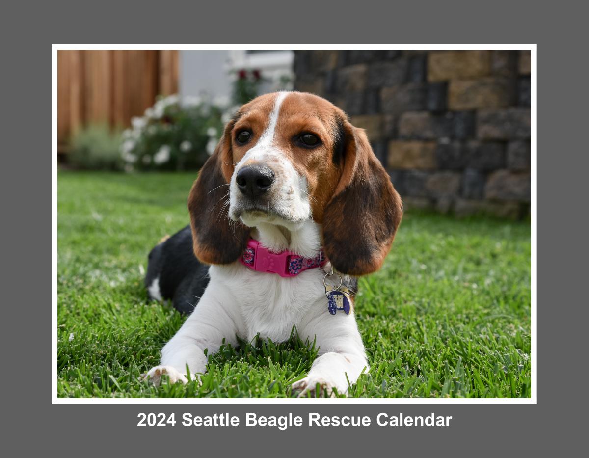 Seattle Beagle Rescue 2024 Calendar
