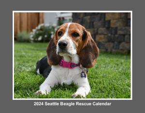 Seattle Beagle Rescue 2024 Calendar