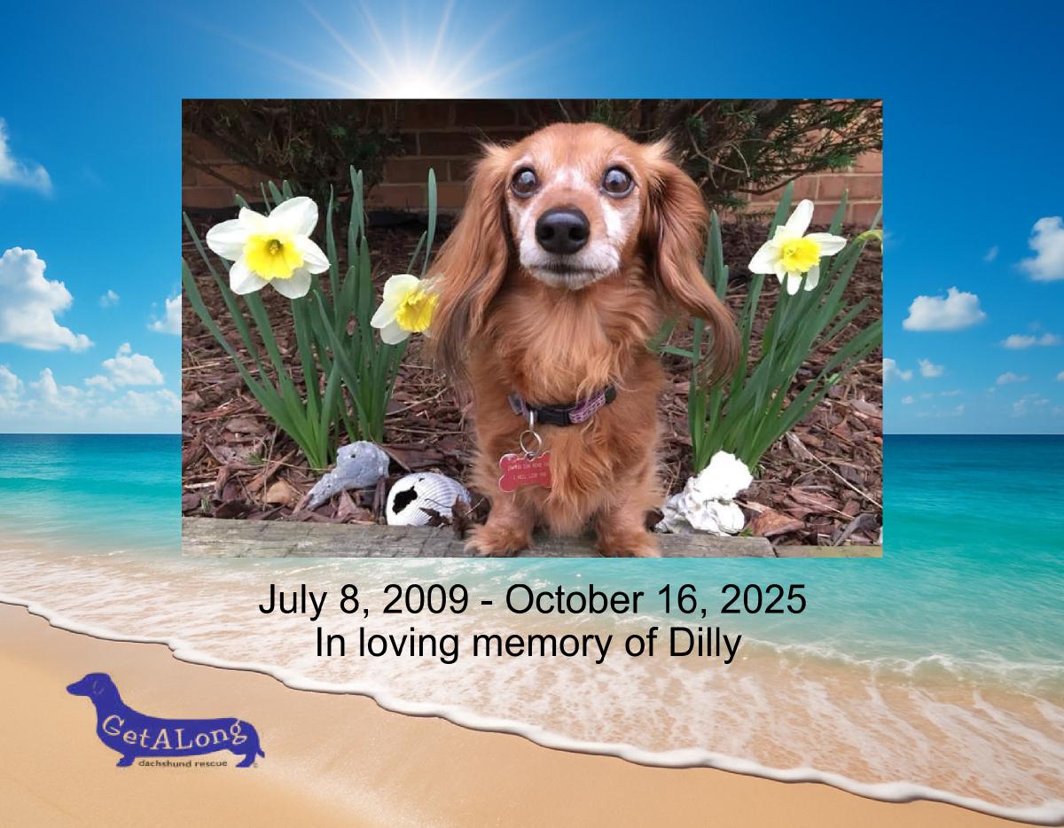 GetALong Dachshund Rescue Calendar 2027
