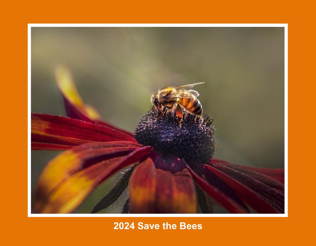 2024 Save the Bees