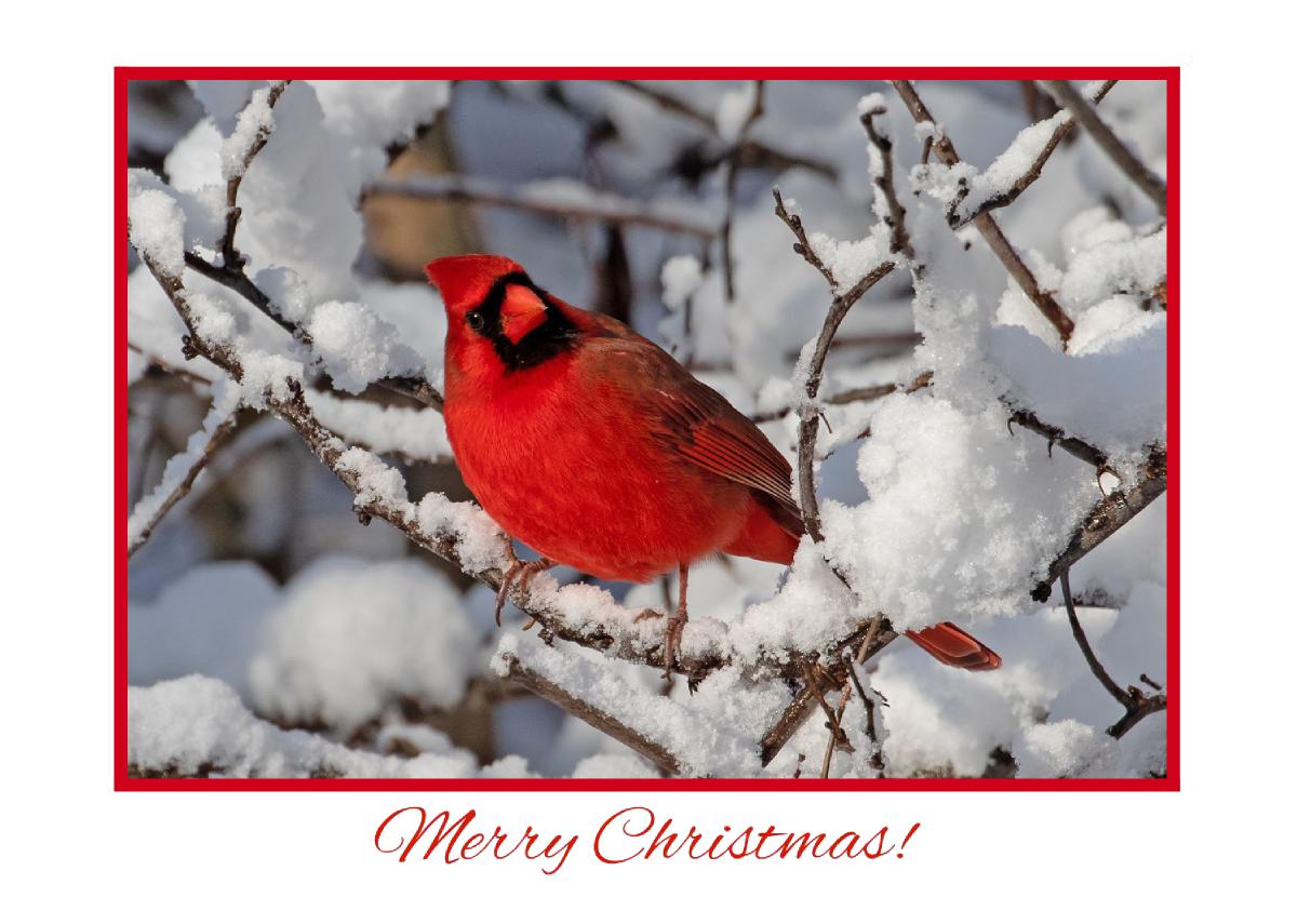 Merry Christmas!