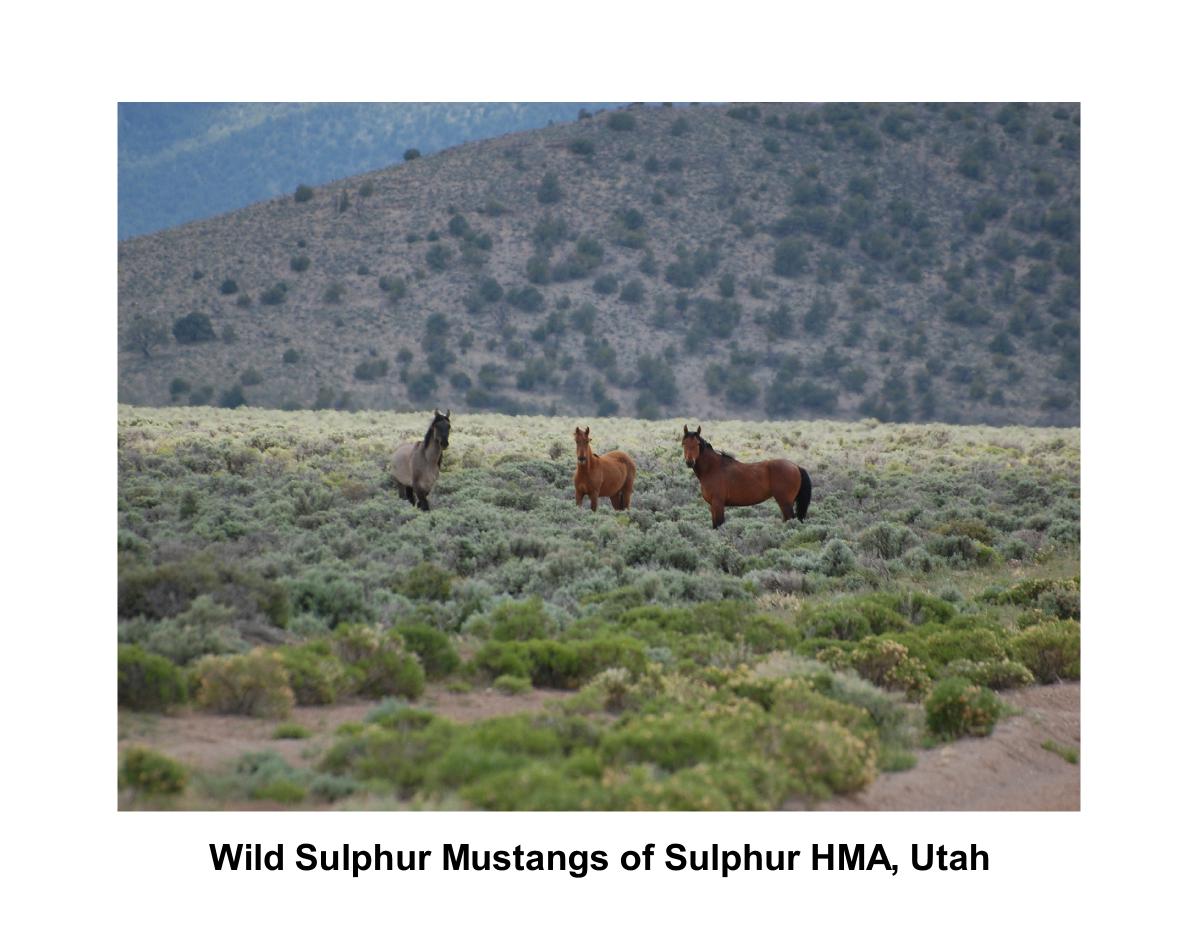 Sulphur Mustangs