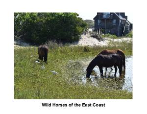 Wild Horses of the East Coast