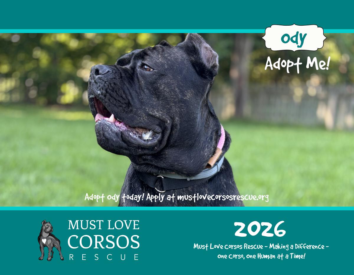 Must Love Corsos Rescue 2026 Calendar