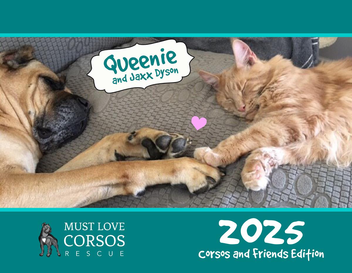 Must Love Corsos Rescue 2025 Calendar