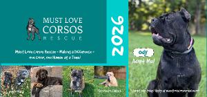 Must Love Corsos Rescue 2026 Desktop Calendar