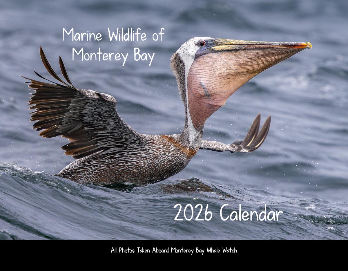 Marine Wildlife of Monterey Bay 2026