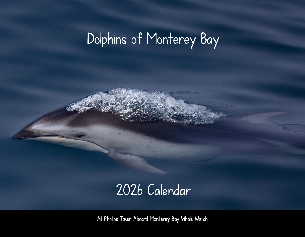 Dolphins of Monterey Bay