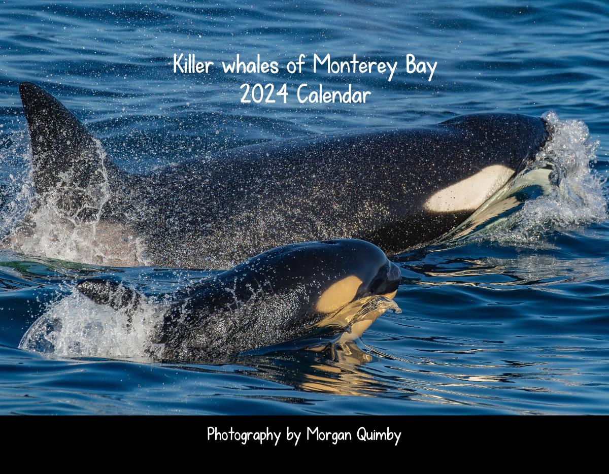 Killer whales of Monterey Bay