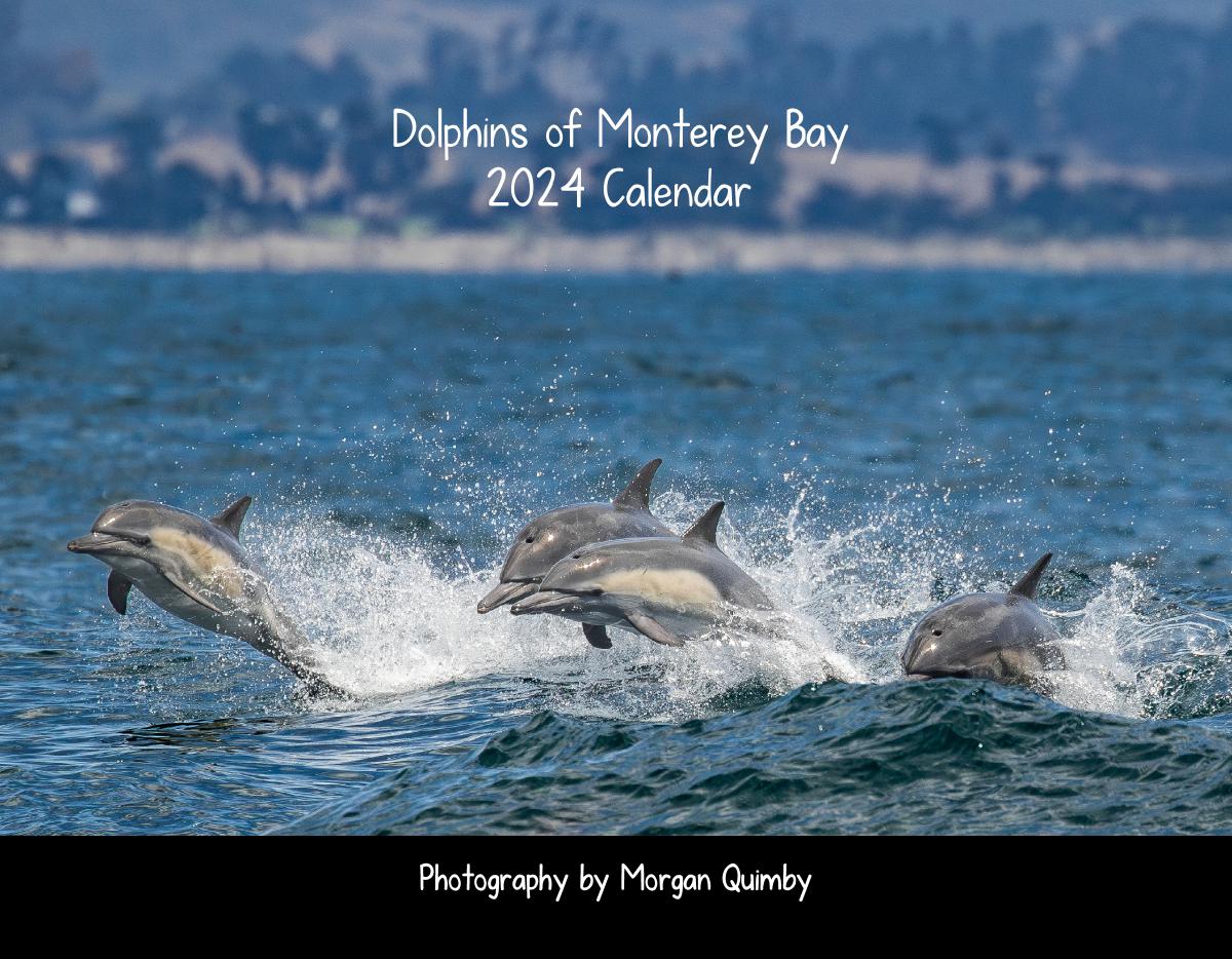 Dolphins of Monterey Bay 2024 Calendar