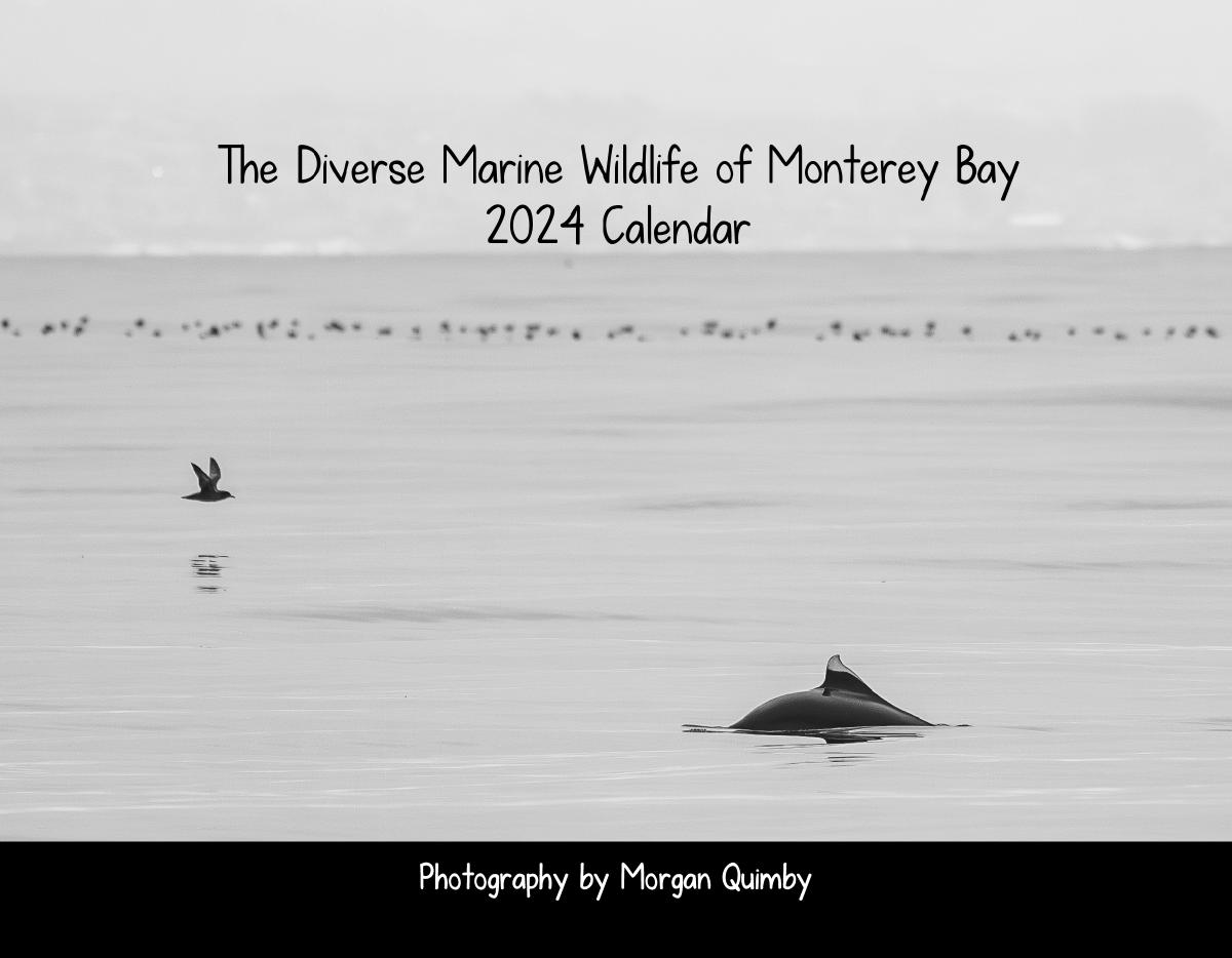 The Diverse Marine Wildlife of Monterey Bay