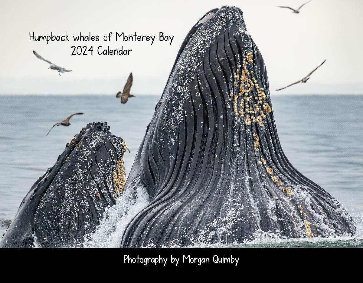 Humpback whales of Monterey Bay 2024 Calendar