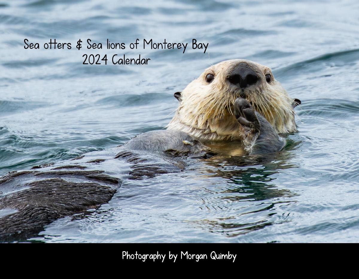Sea otters and Sea lions of Monterey Bay