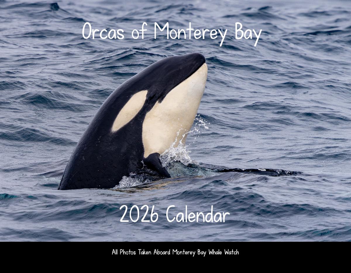 Orcas of Monterey Bay 2026