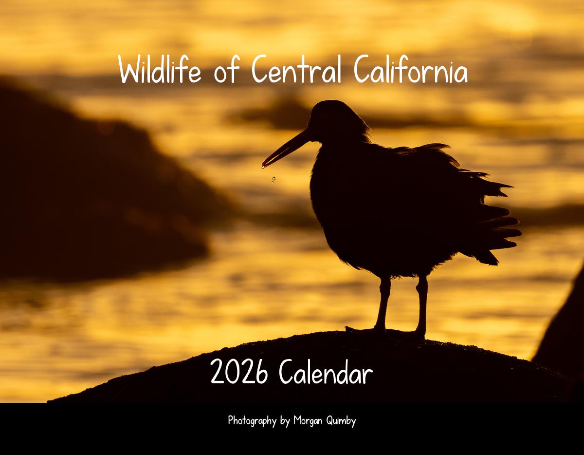 Wildlife of Central California