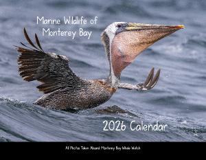 Marine Wildlife of Monterey Bay 2026