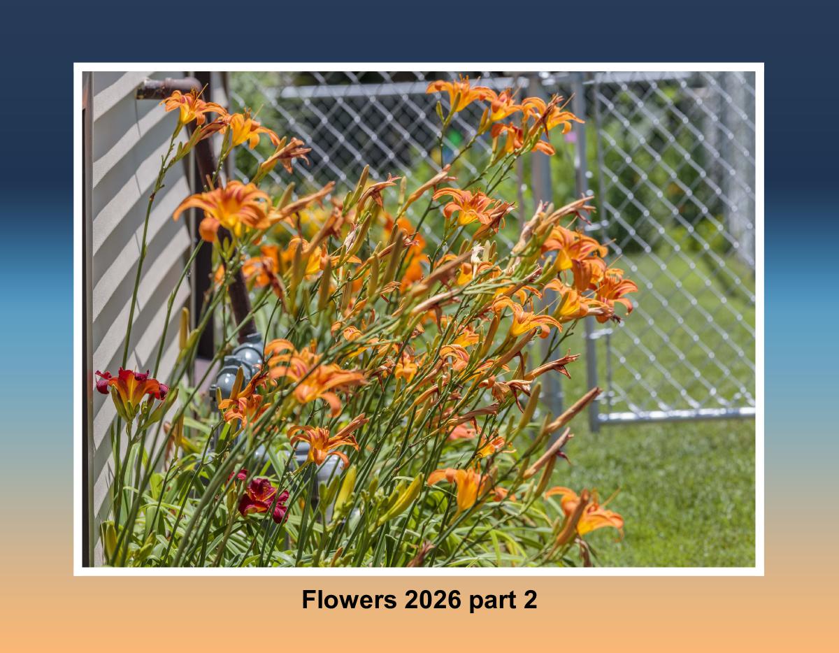 Flowers for 2026 part 2