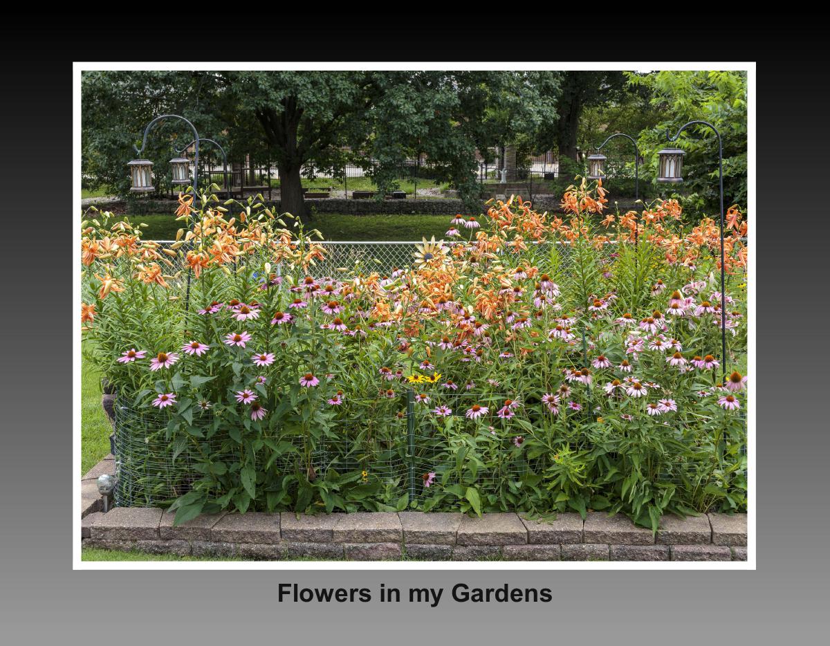 Flowers for 2026 part 1