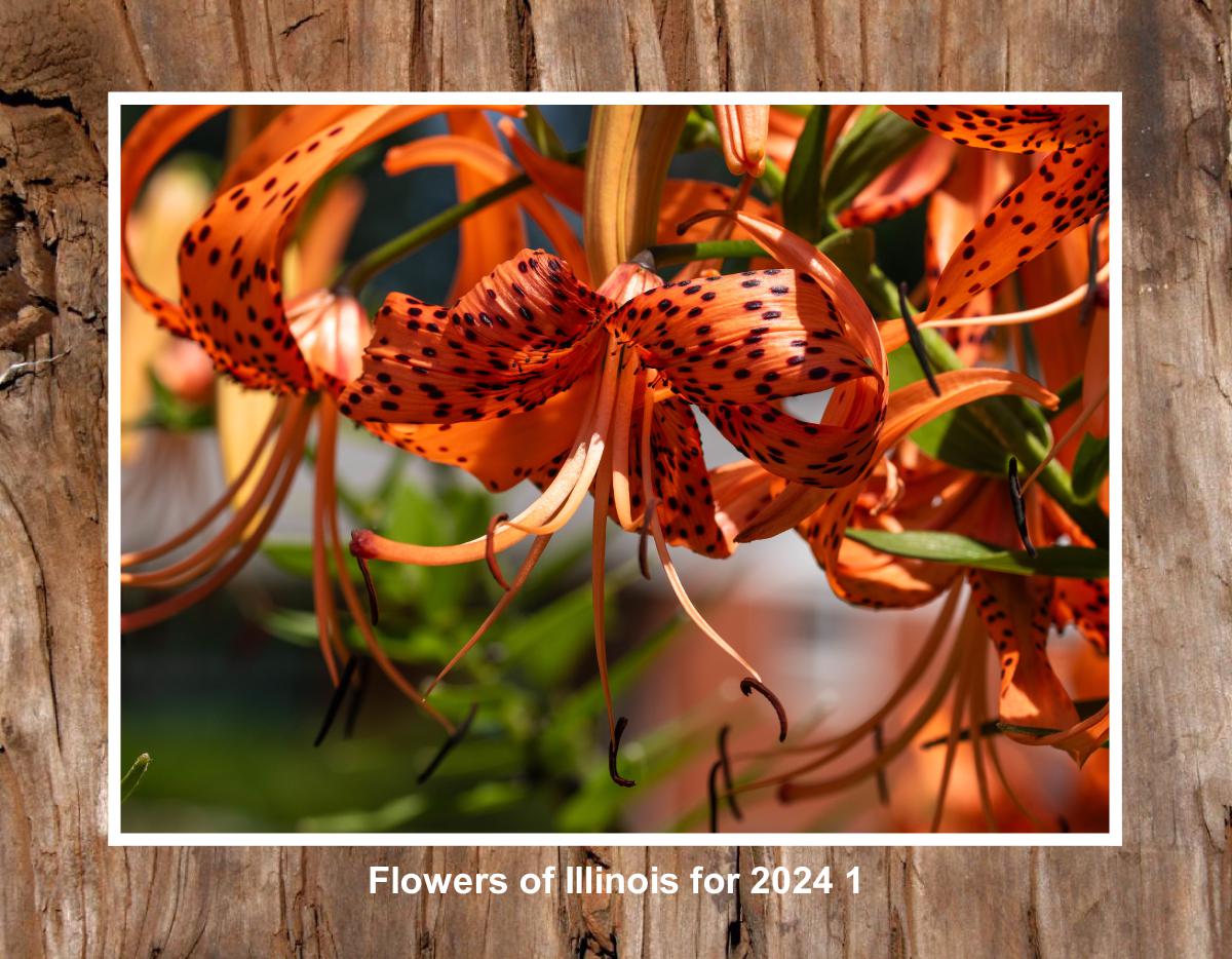Flowers of Illinois for 2024 #1