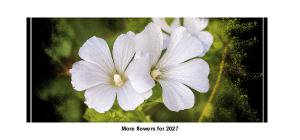 2027 Flowers Just for You