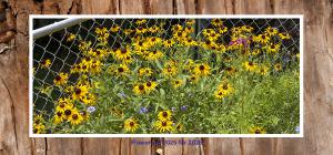 Flowers of 2025 for 2026