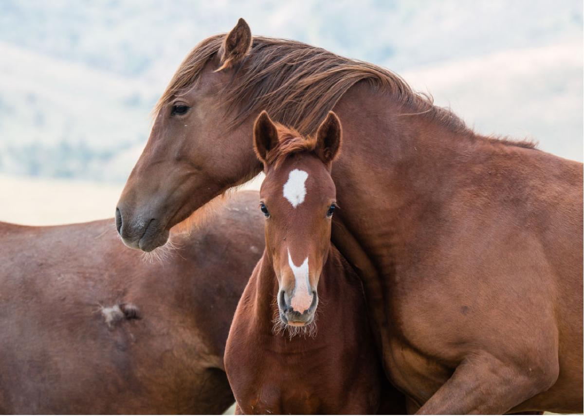 Foal Curiosity