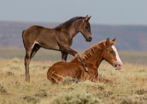 mustangsally