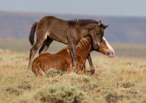 mustangsally
