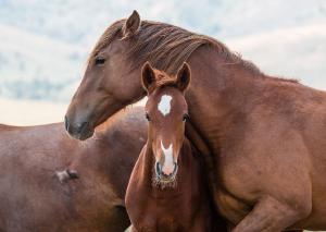 Foal Curiosity