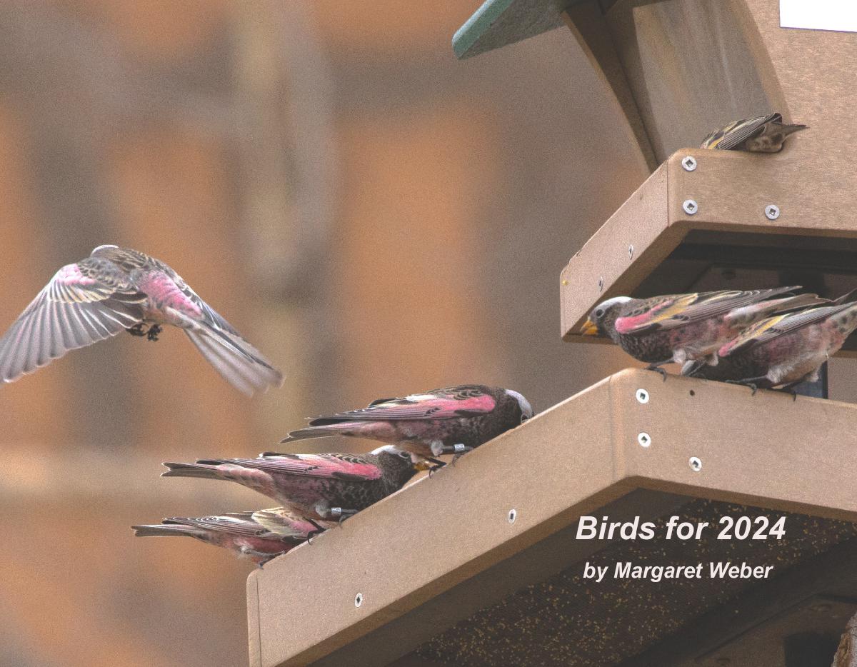 Calendar of Birds for 2024 by Margaret Weber