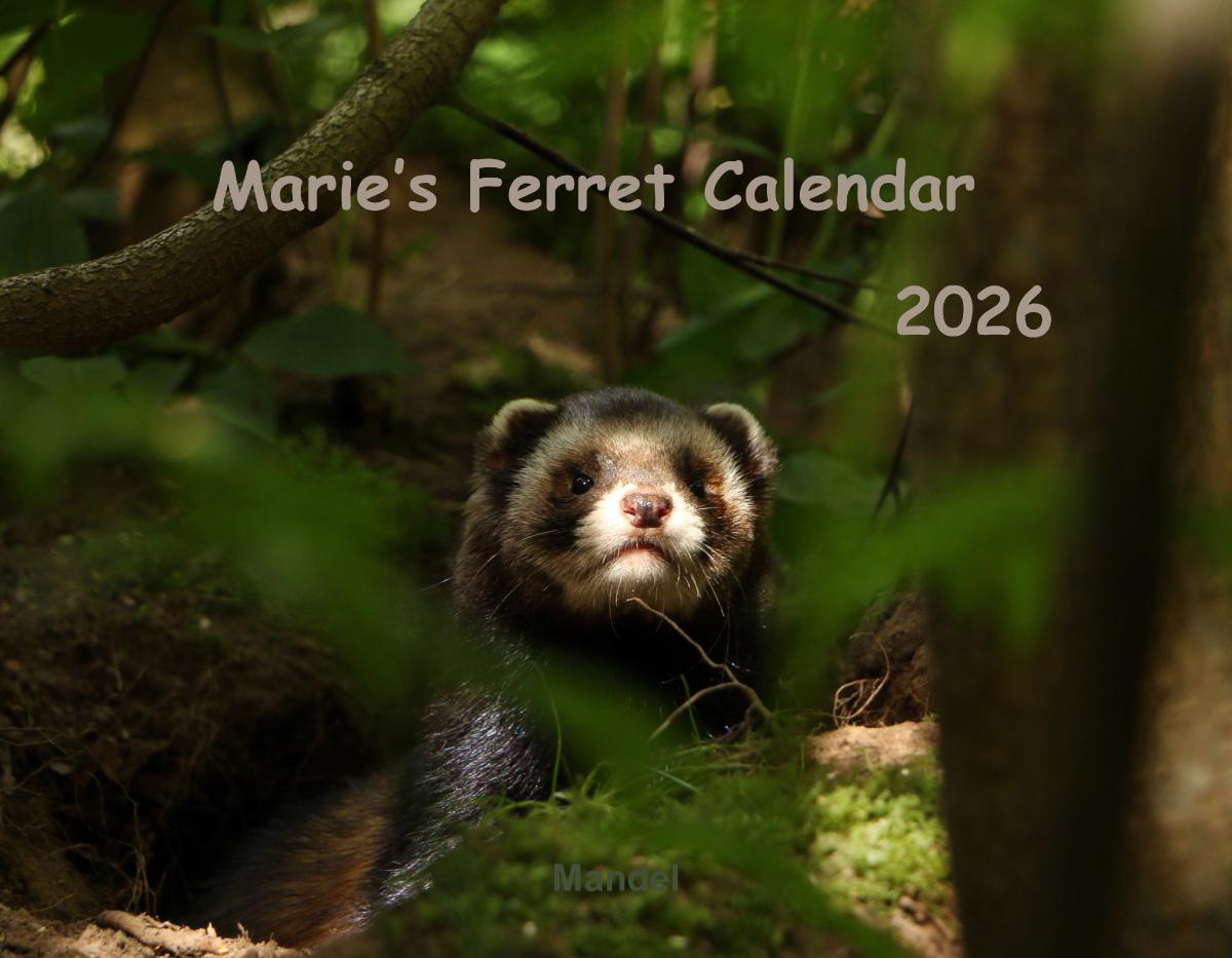 Marie's Ferret Calendar 2026