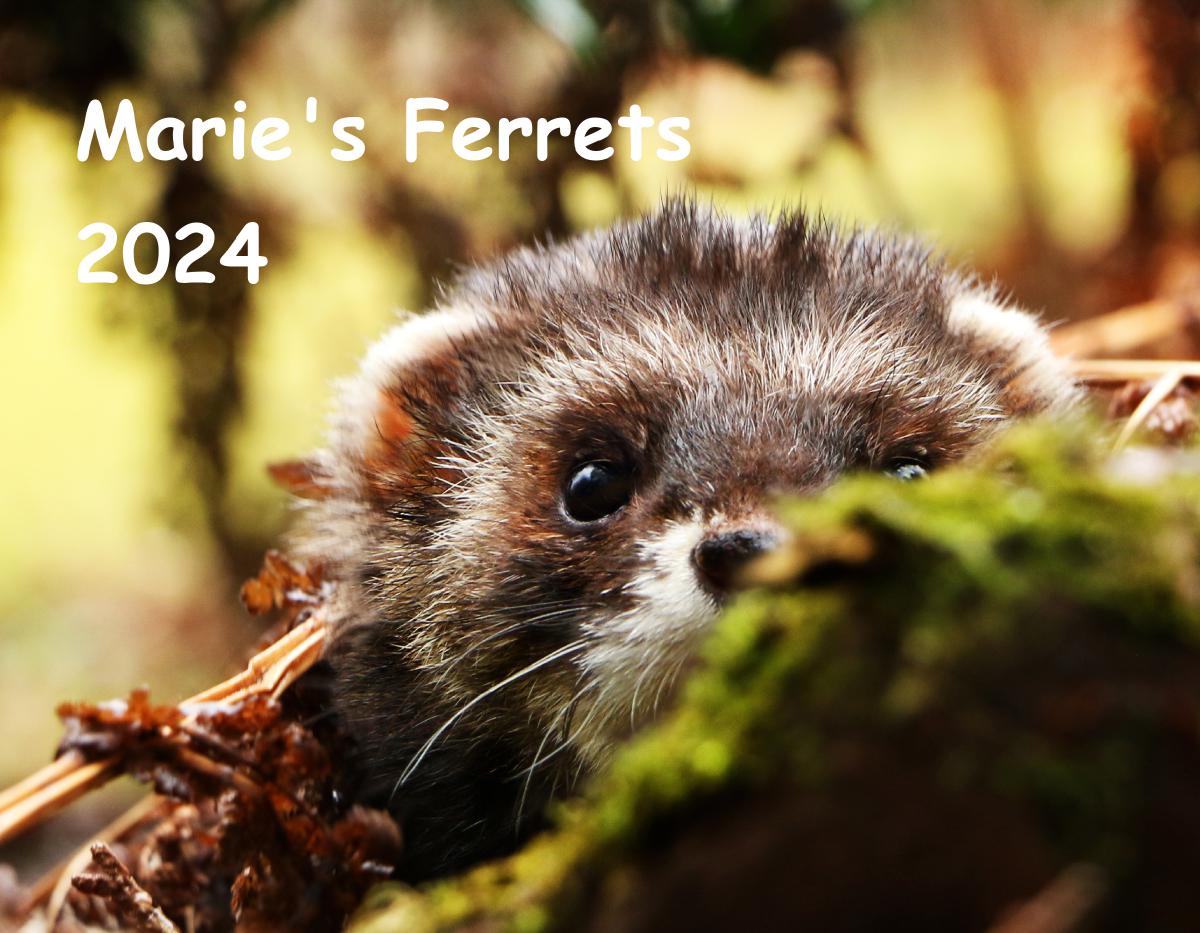 Marie's Ferret Calendar 2024