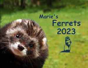 Marie's Ferrets 2023