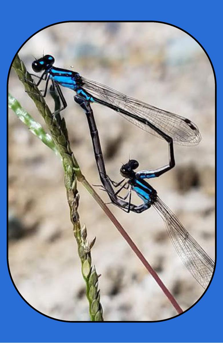 Dragonfly - Azure Journal
