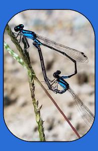 Dragonfly - Azure Journal