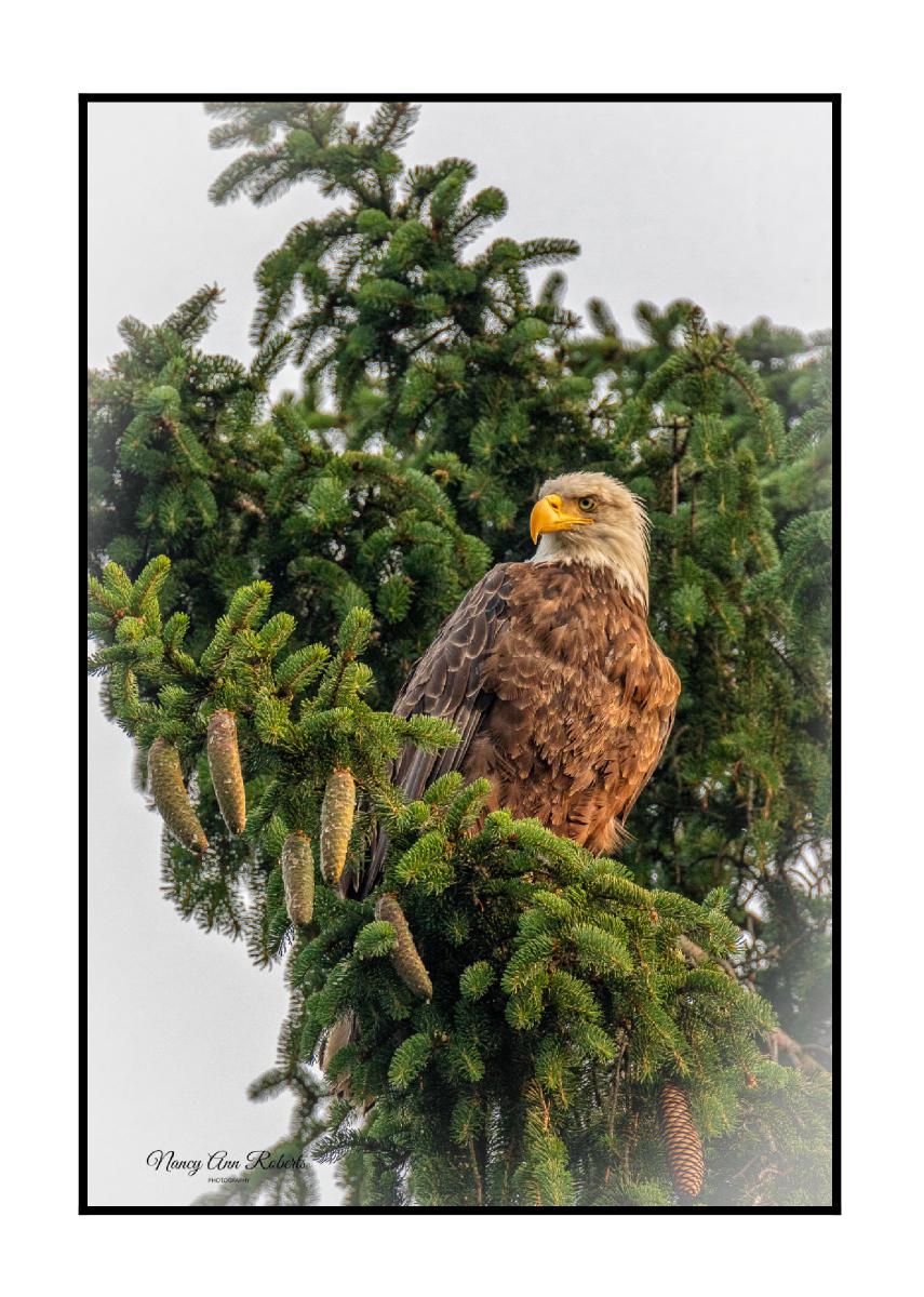 Bald Eagle - Life is Better at the Lake