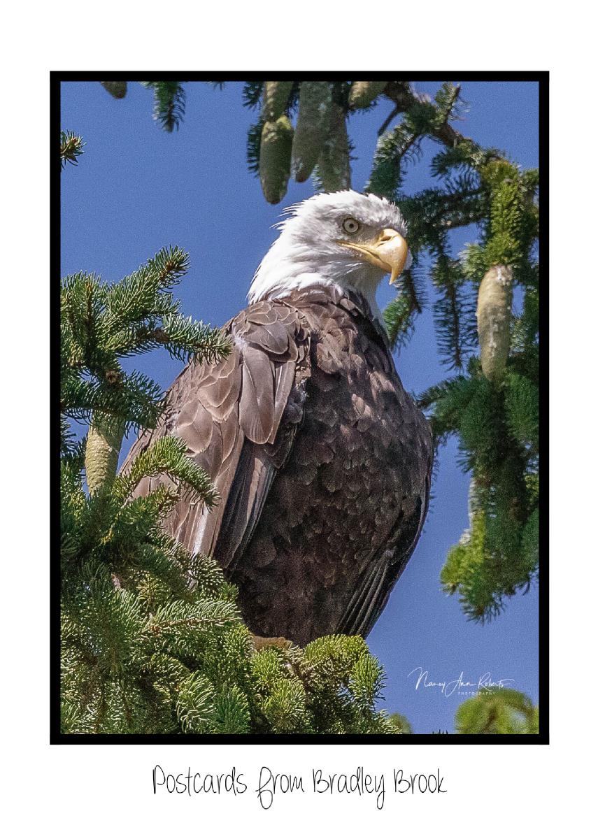 Postcard from Bradley Brook - Majestic Eagle
