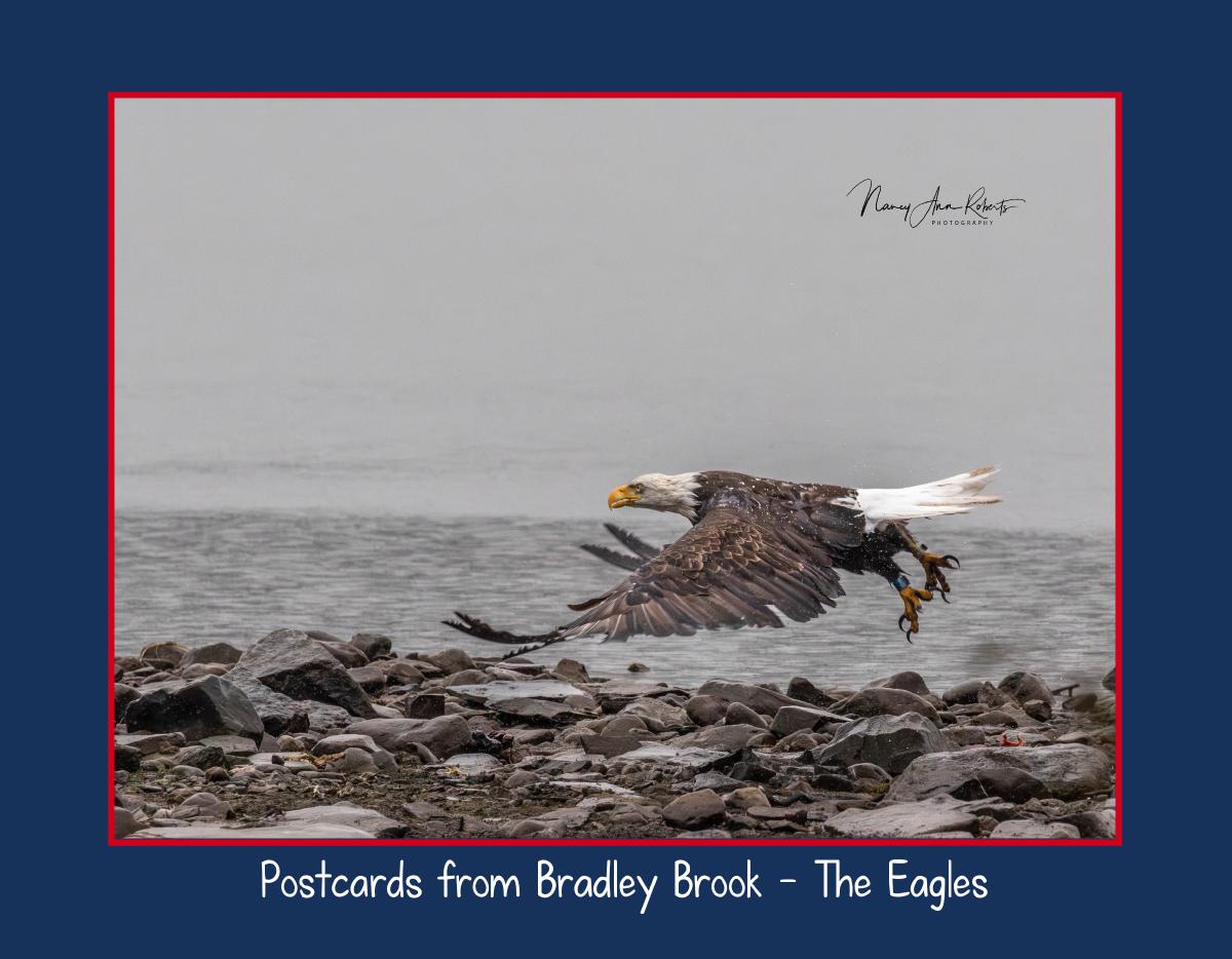 2026 Calendar - Eagles of Bradley Brook Reservoir