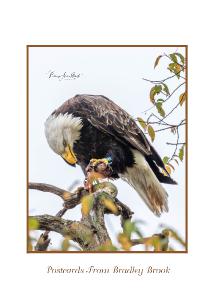 Breakfast with an Eagle