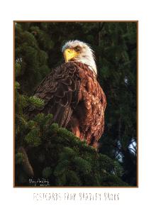 Sitting in the Morning Sun
