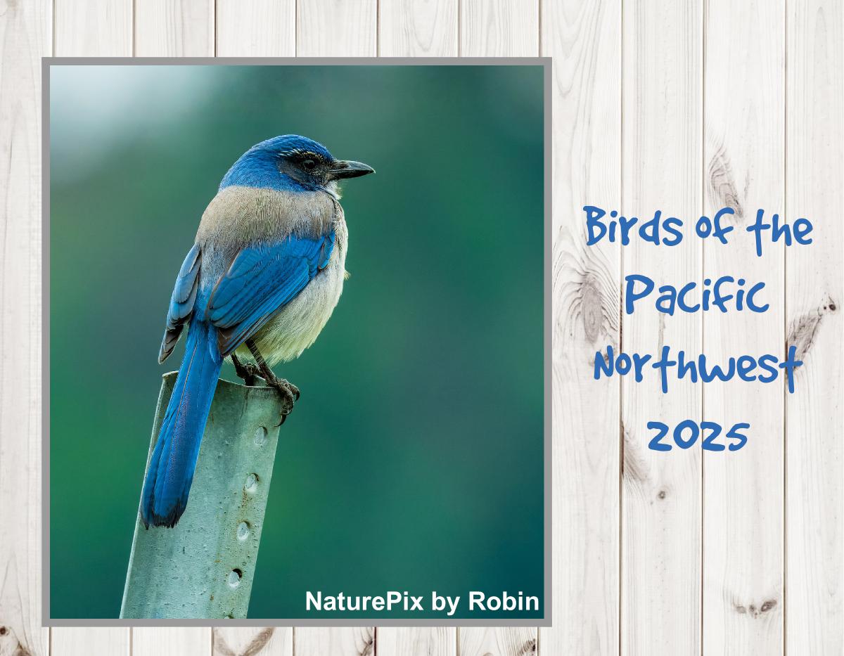 Birds of the Pacific Northwest 2025 Calendar