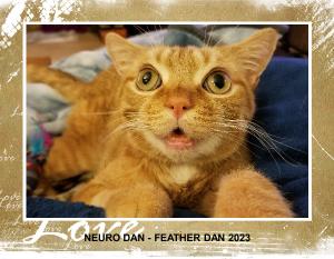 ALL FEATHER DAN 2023
