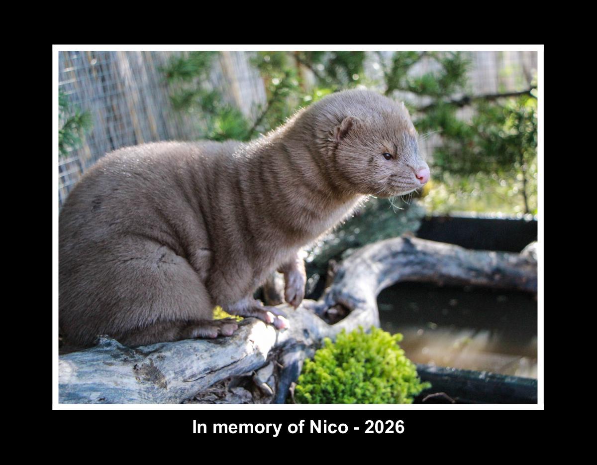 In memory of Nico - 2026