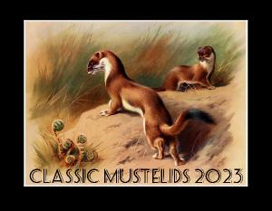Classic Mustelids