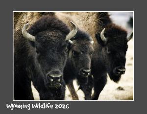 Wyoming Wildlife 2023