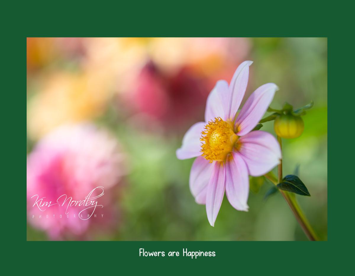 2023-2024 Flowers are Happiness