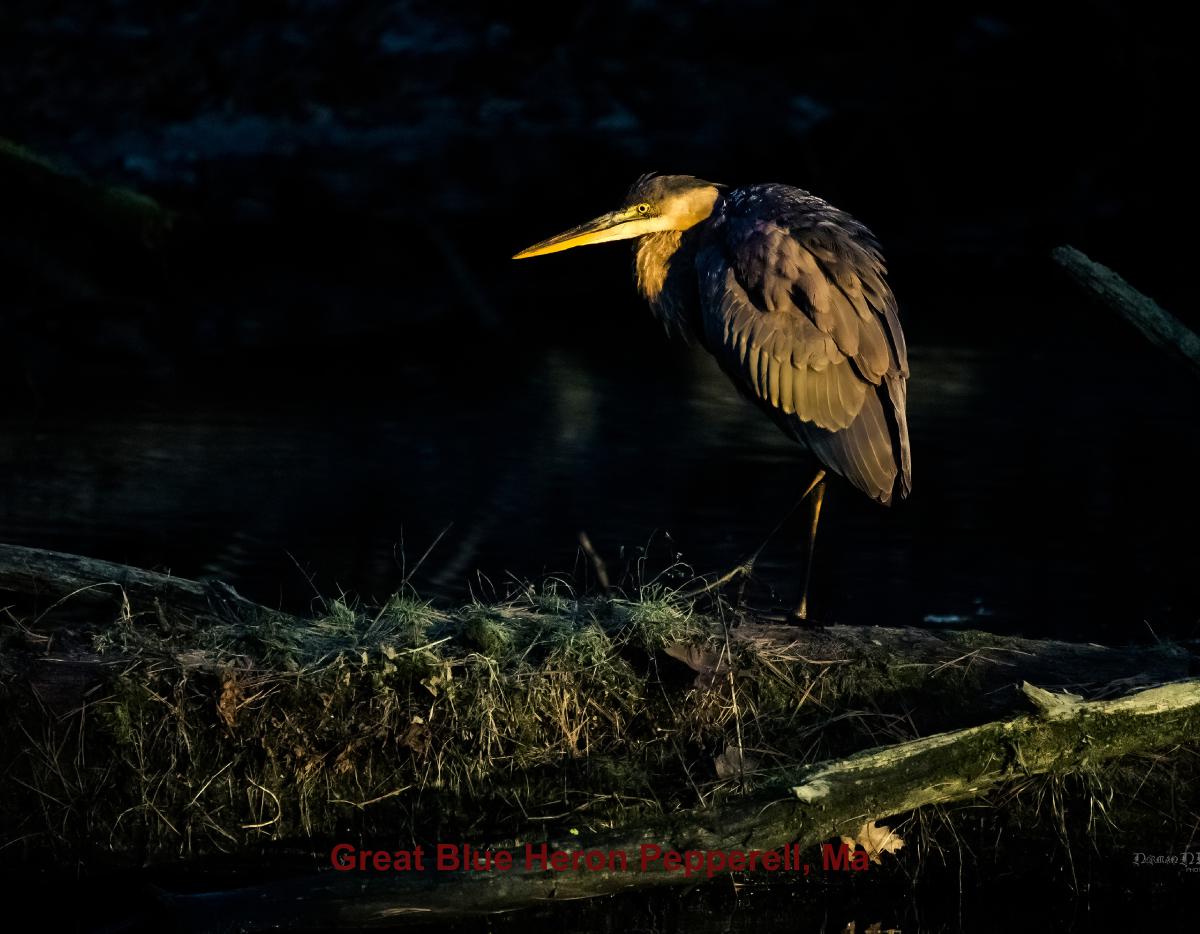 New England Wildlife