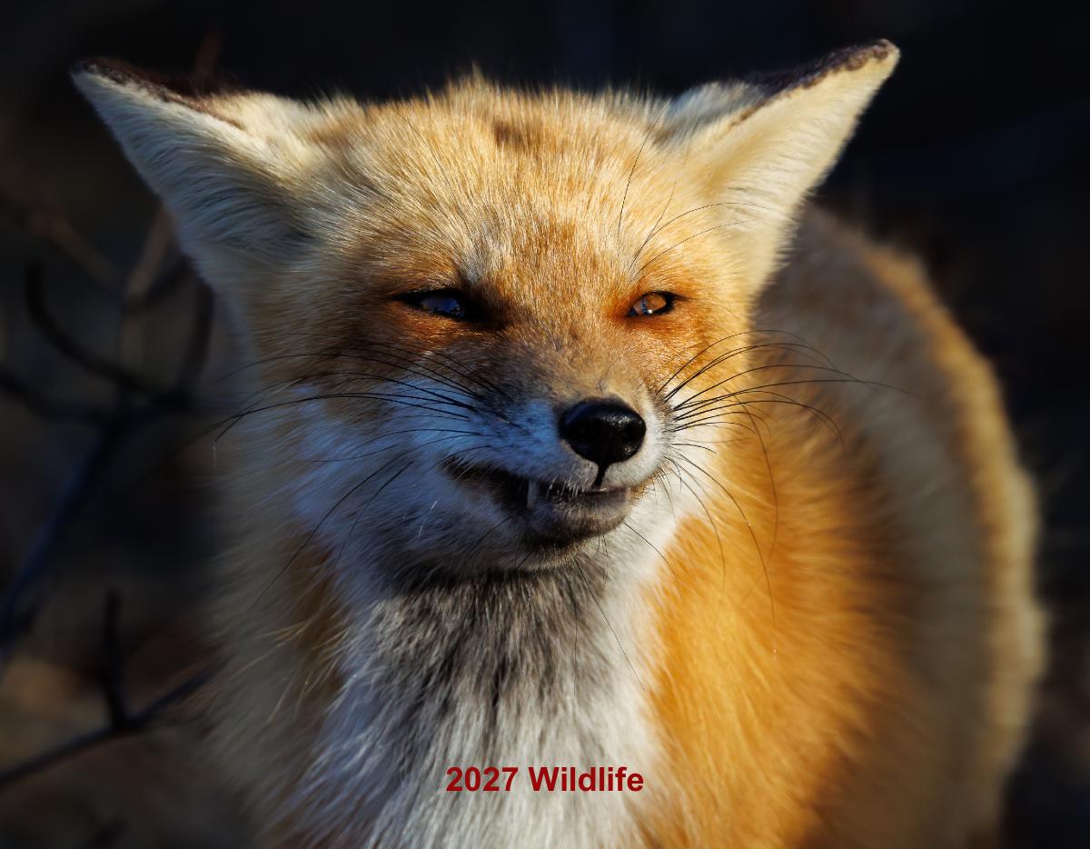 2027 Wildlife Calendar